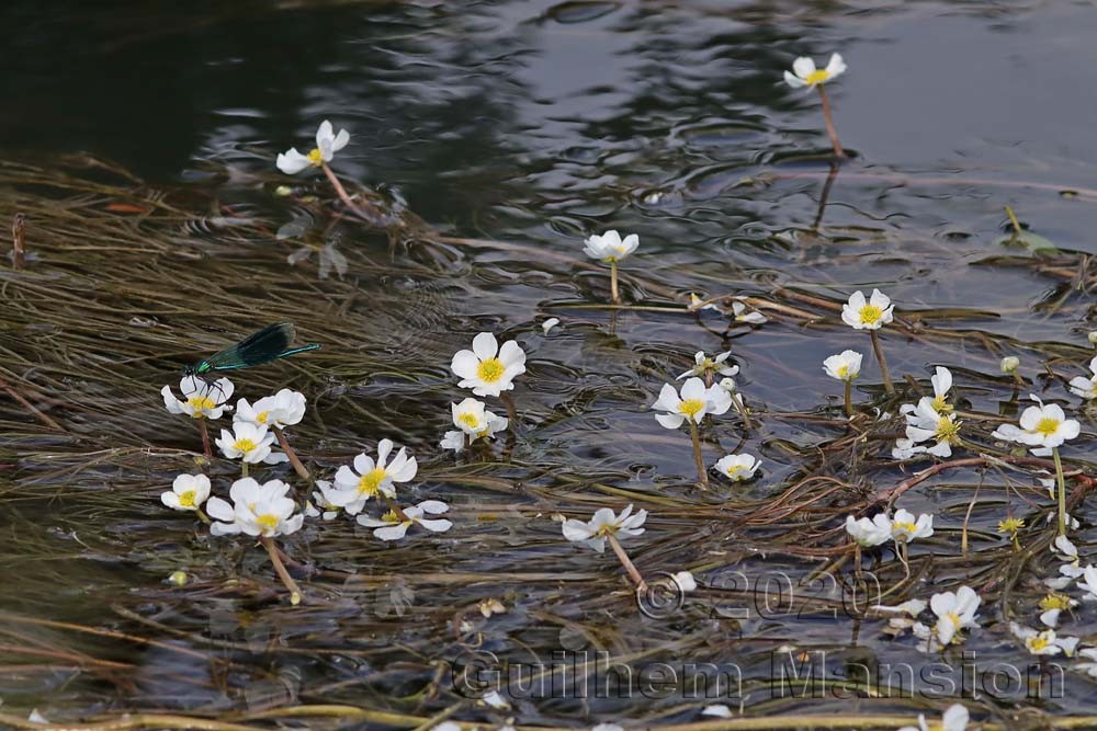 Ranunculus fluitans