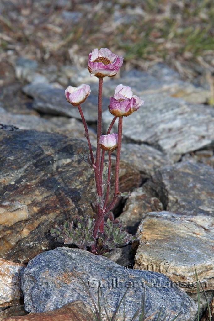 Ranunculus glacialis