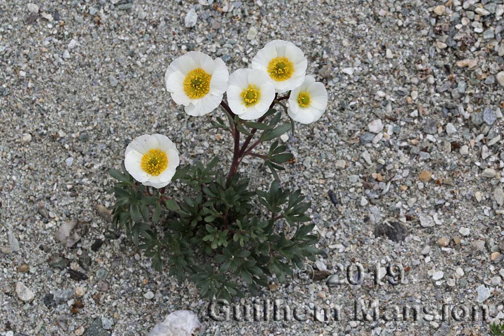 Ranunculus glacialis