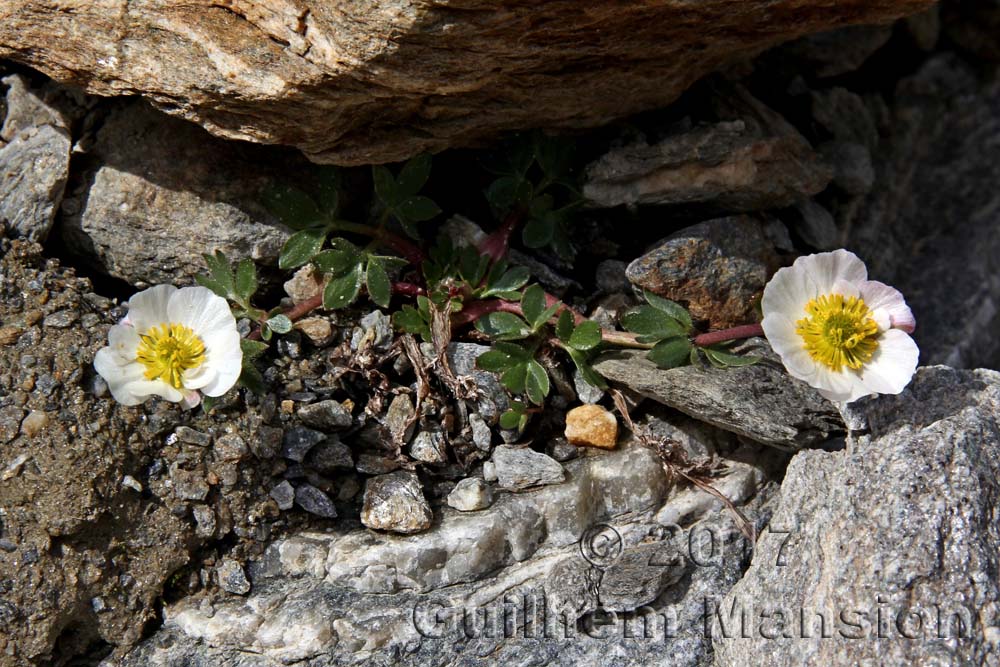 Ranunculus glacialis