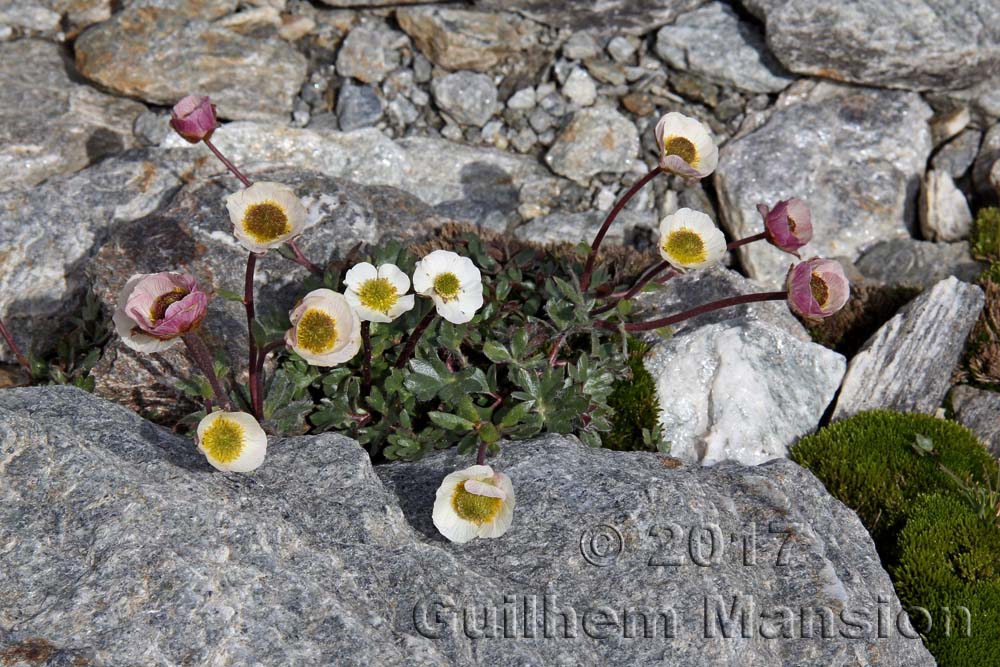 Ranunculus glacialis