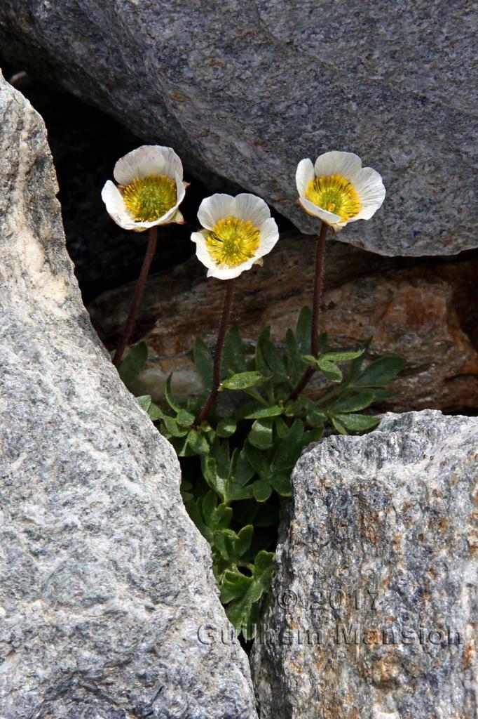 Ranunculus glacialis