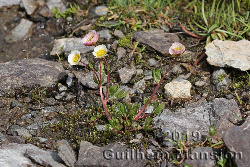 Ranunculus glacialis