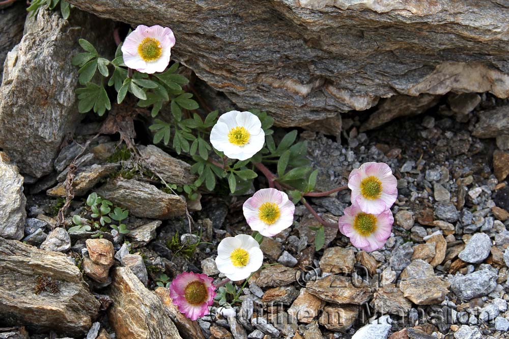 Ranunculus glacialis