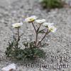 Ranunculus glacialis