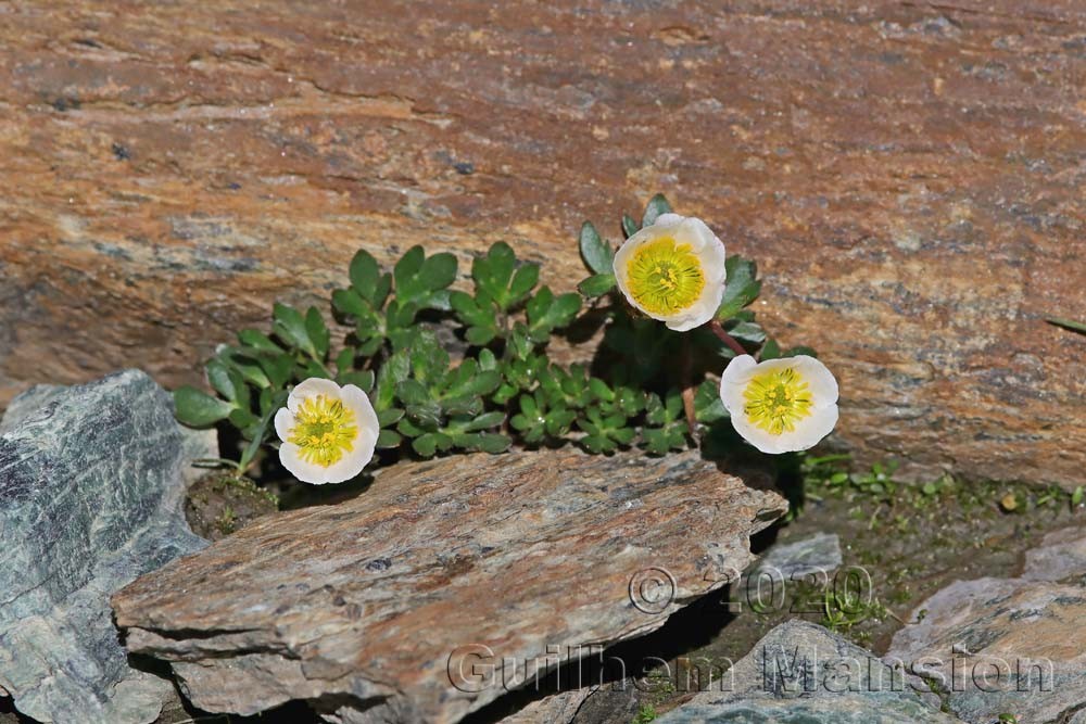 Ranunculus glacialis