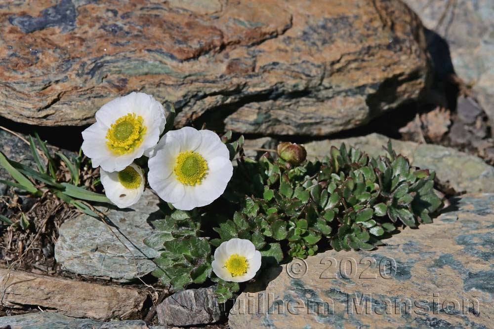 Ranunculus glacialis