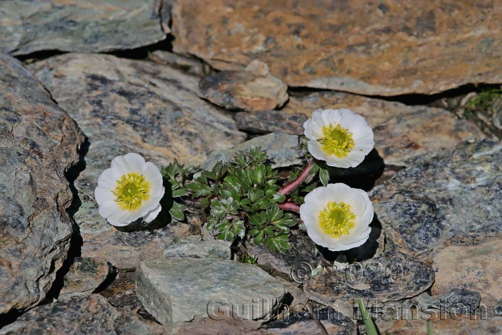 Ranunculus glacialis