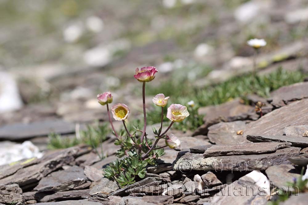 Ranunculus glacialis