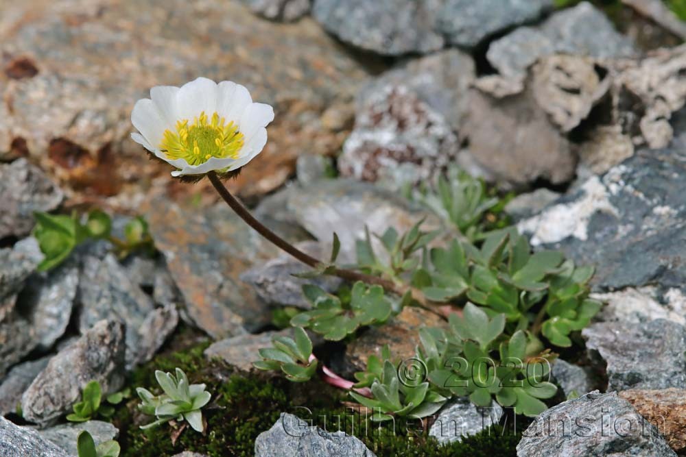 Ranunculus glacialis