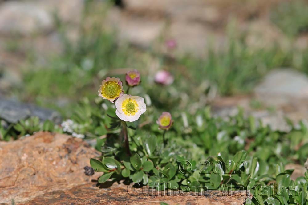 Ranunculus glacialis