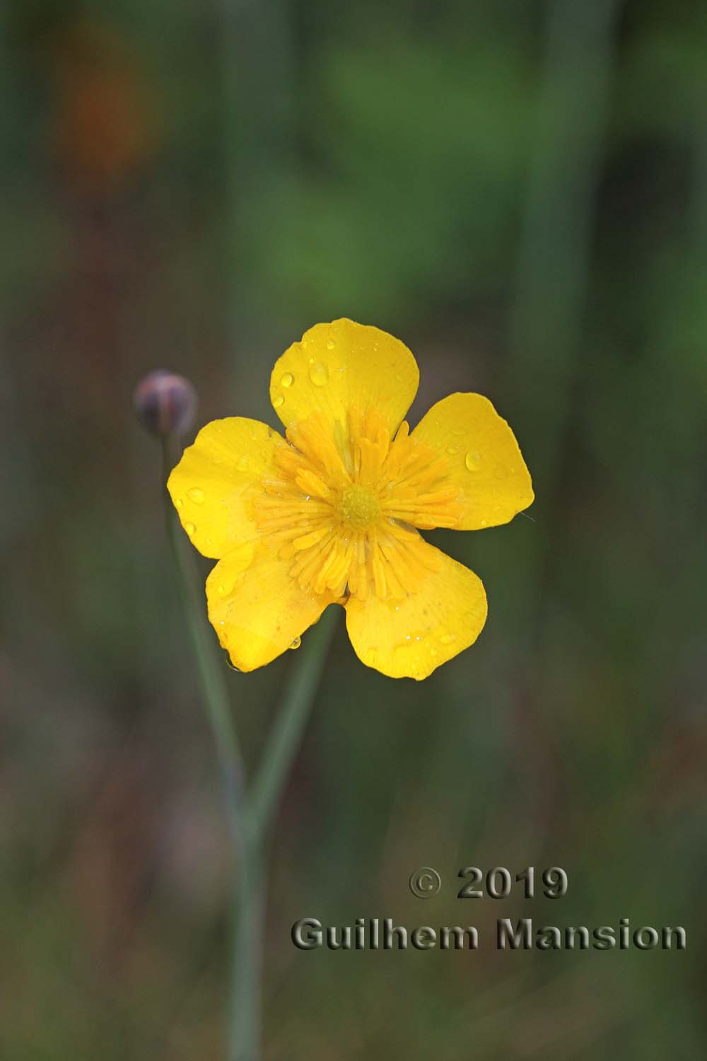 Ranunculus gramineus