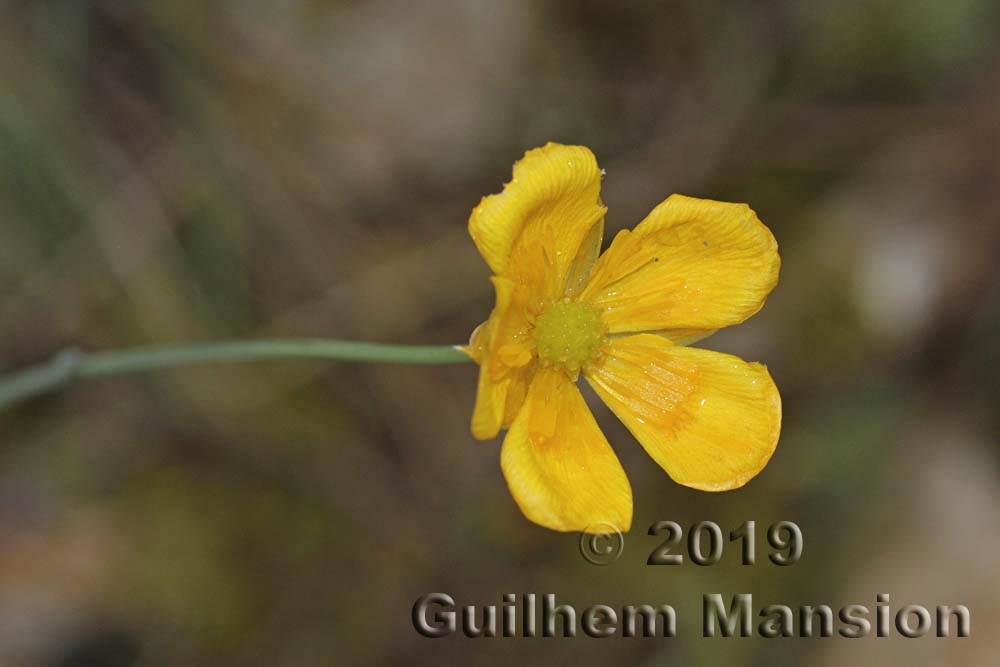 Ranunculus gramineus