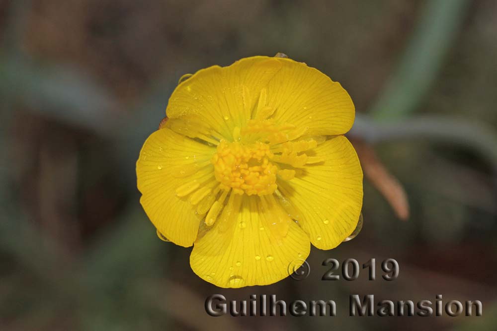 Ranunculus gramineus