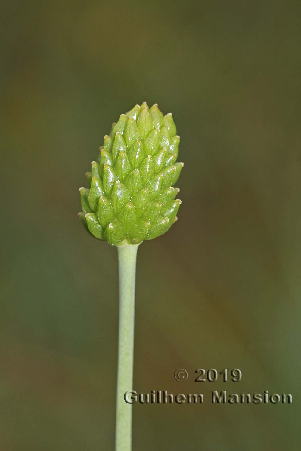 Ranunculus gramineus