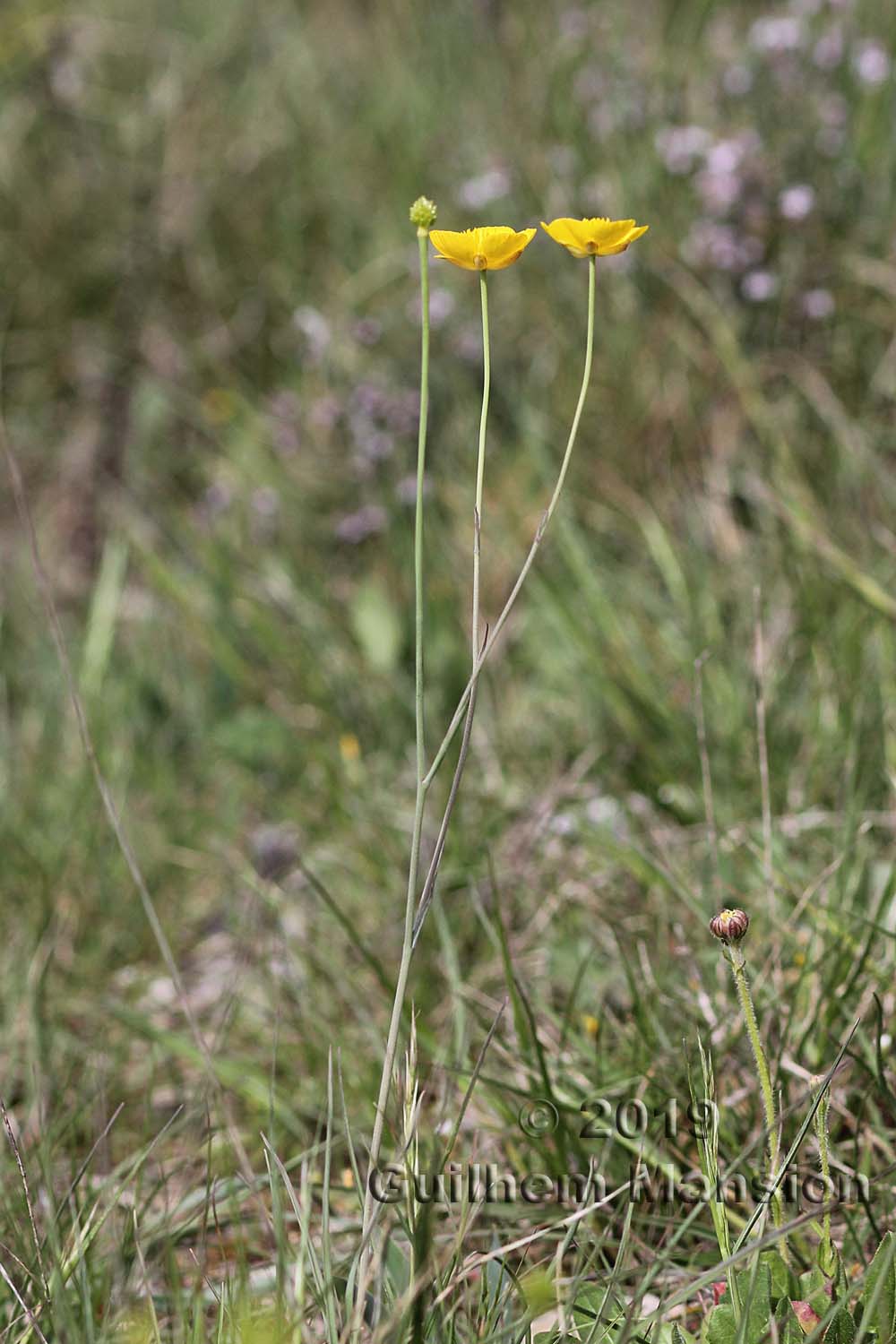 Ranunculus gramineus