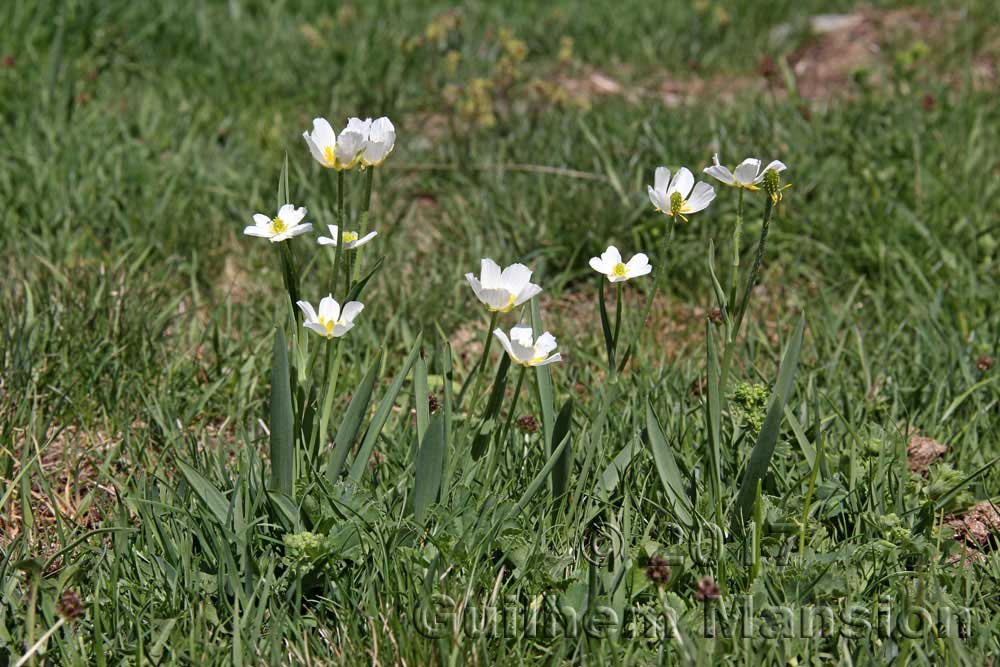 Ranunculus kuepferi