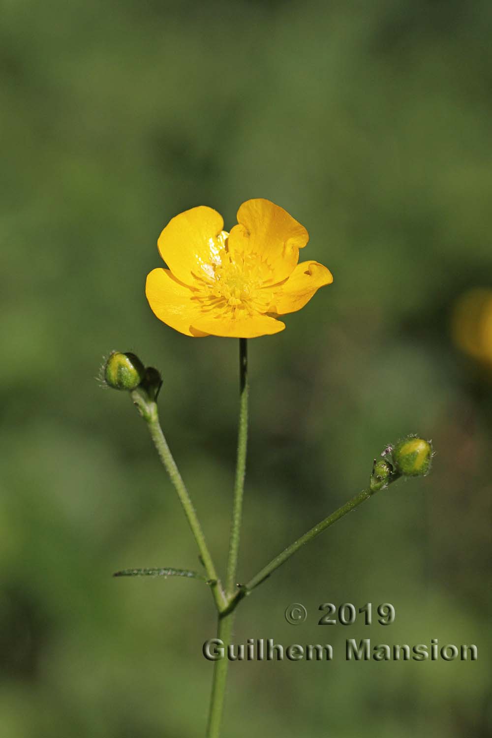 Ranunculus acris