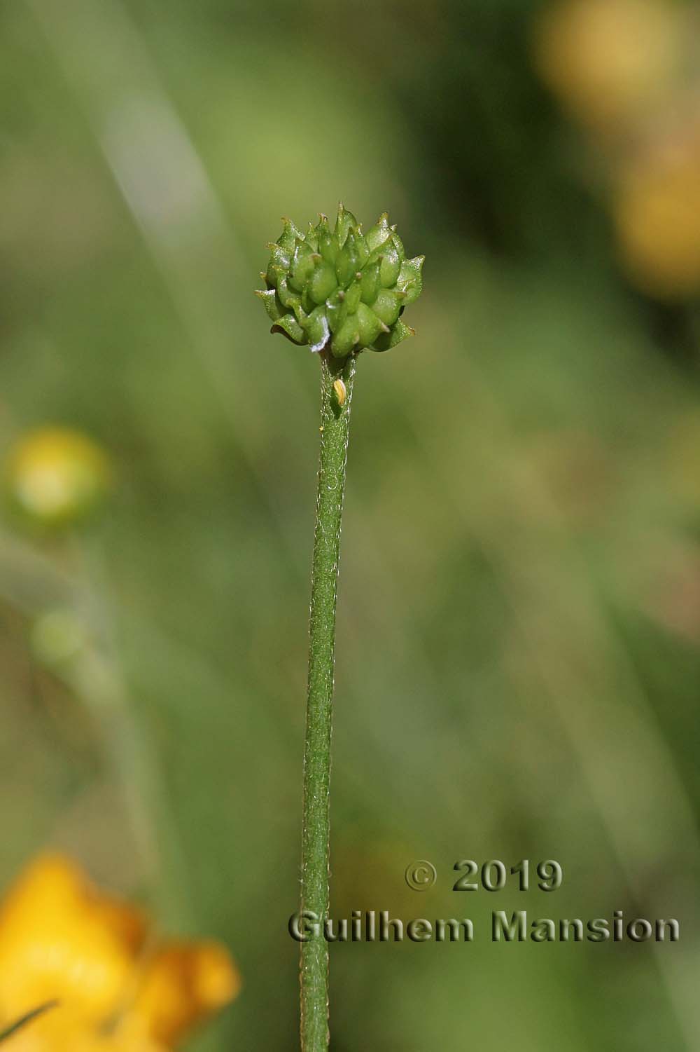 Ranunculus acris