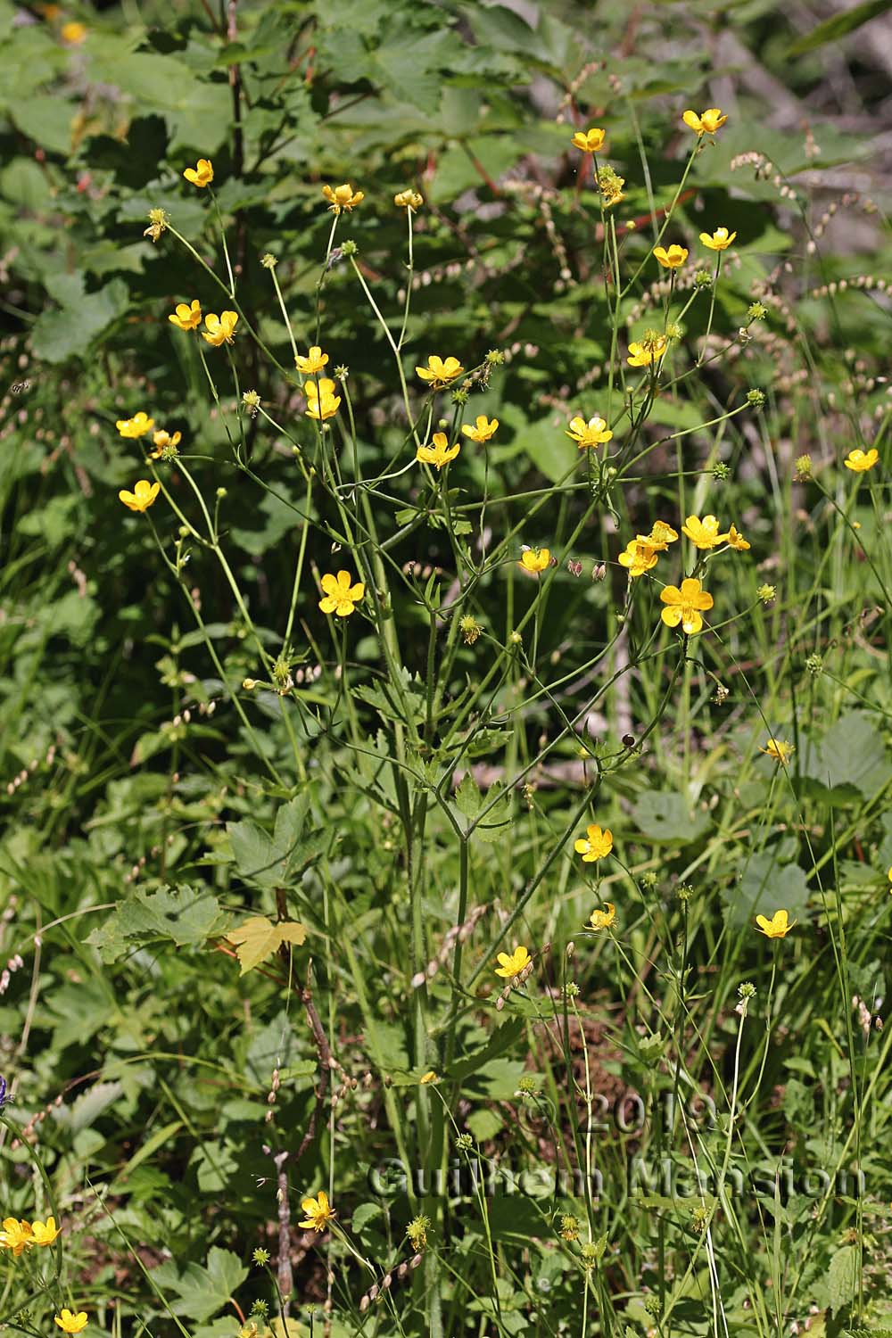 Ranunculus lanuginosus