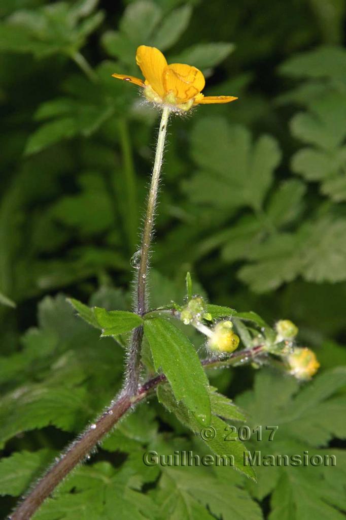 Ranunculus lanuginosus