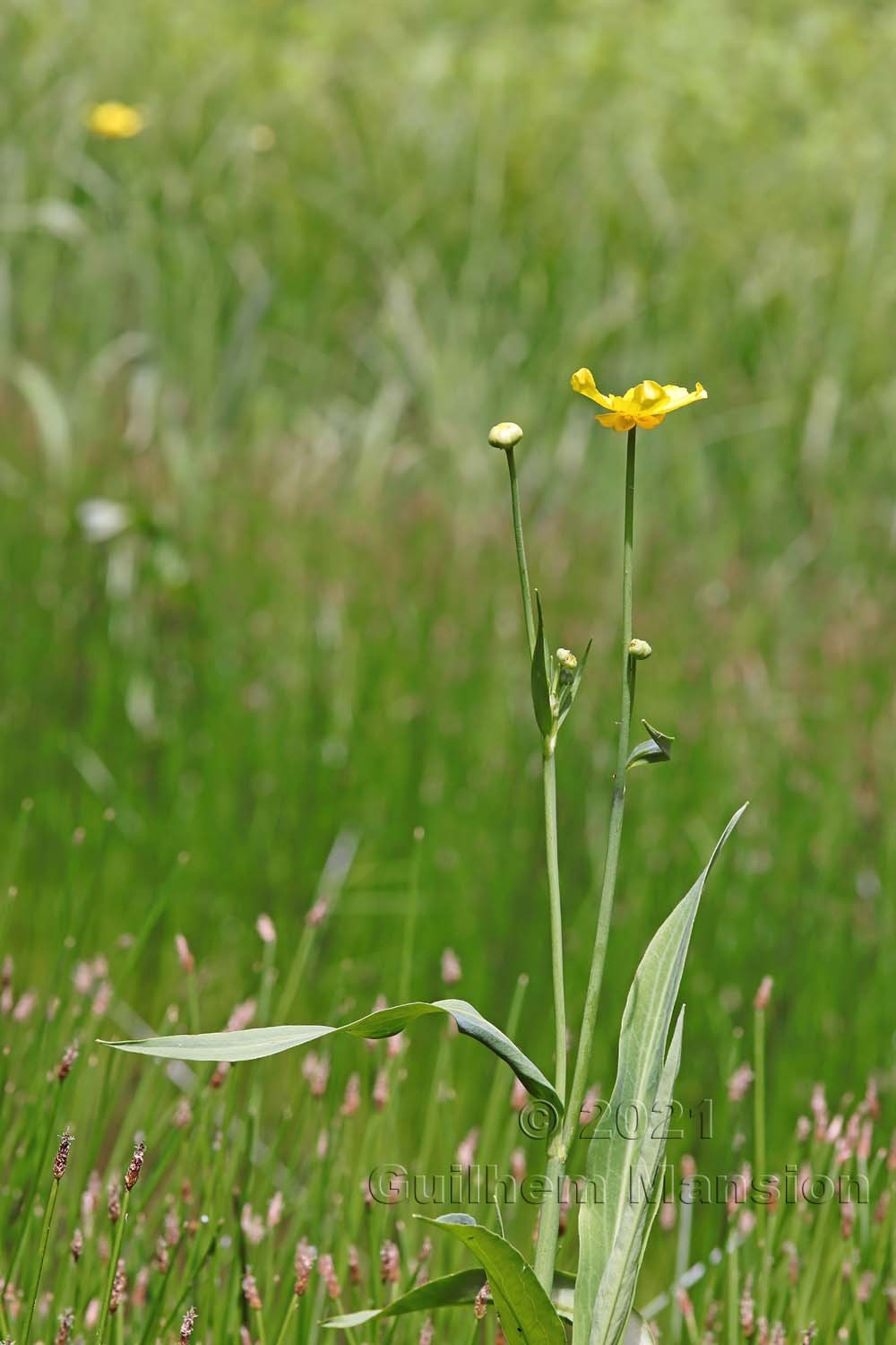 Ranunculus lingua