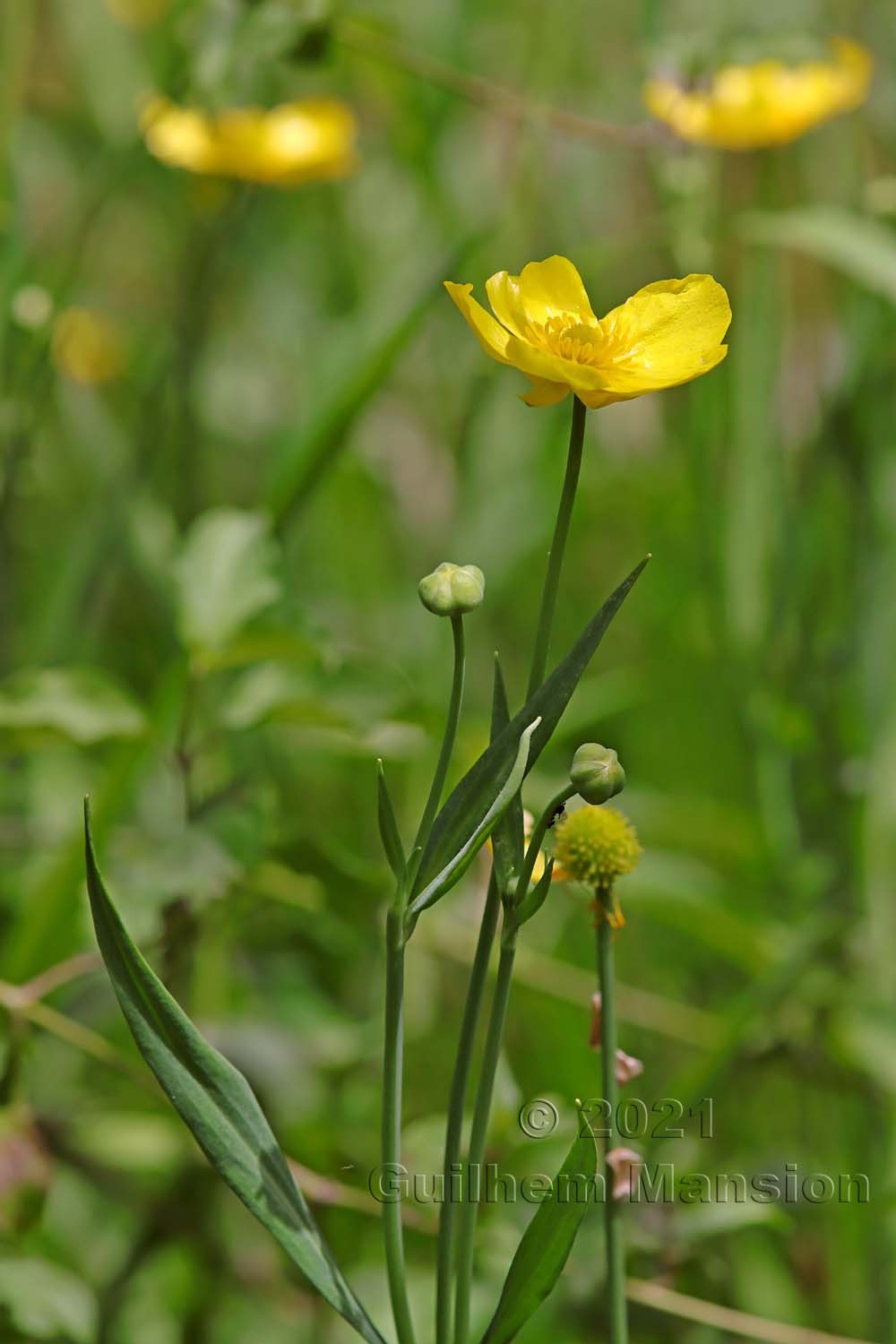 Ranunculus lingua