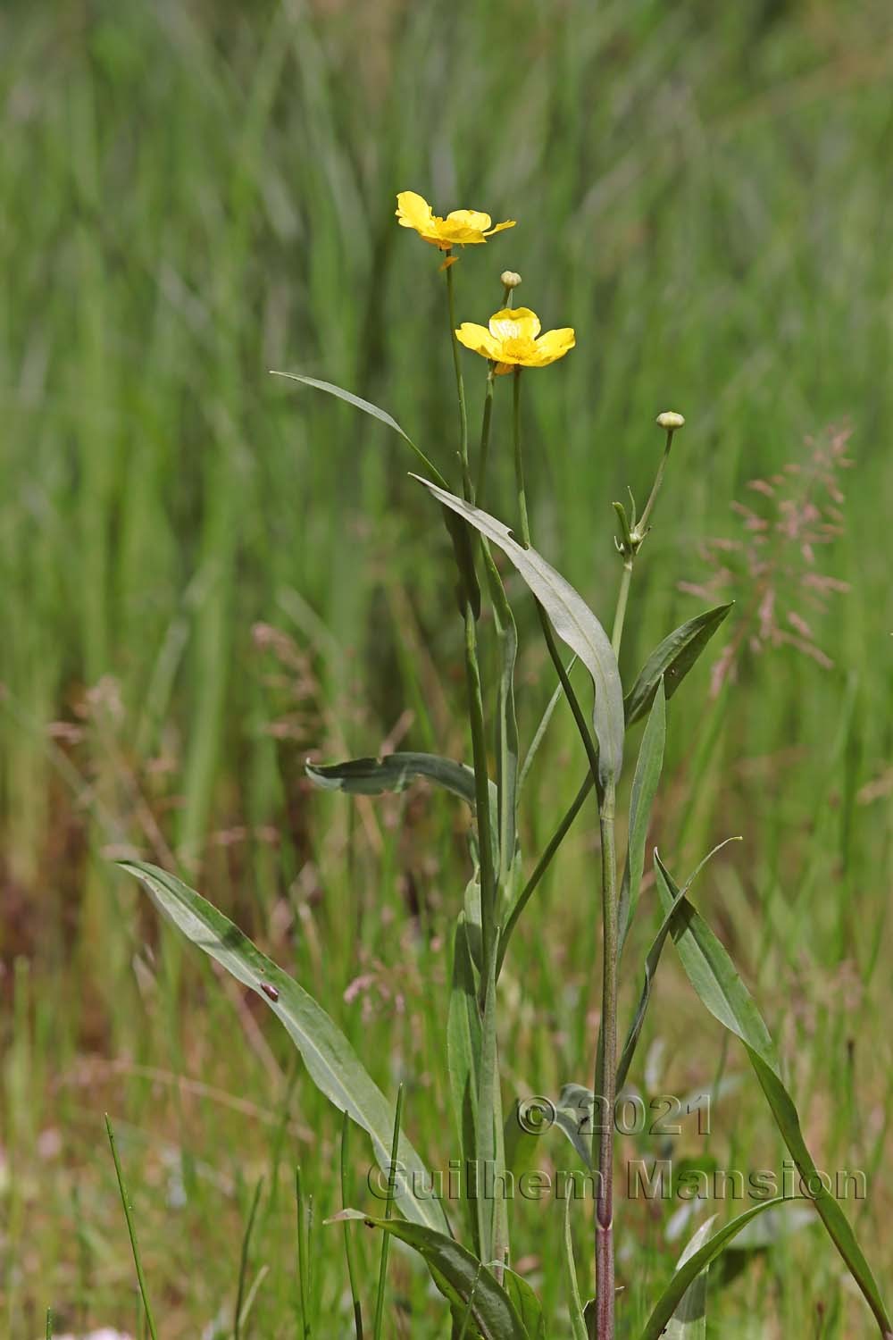 Ranunculus lingua