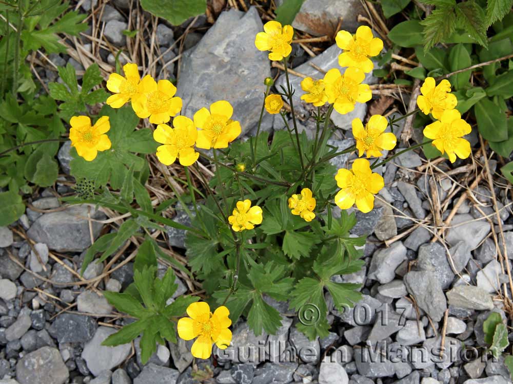 Ranunculus montanus