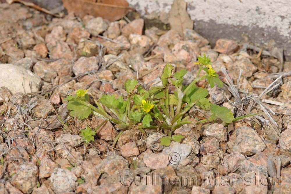 Ranunculus muricatus