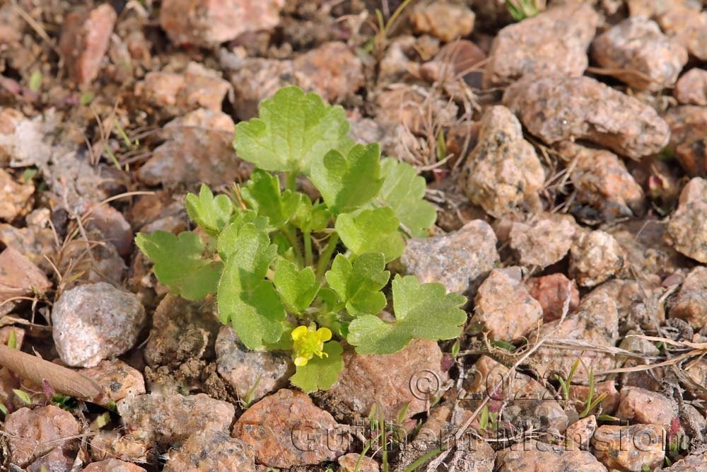 Ranunculus muricatus