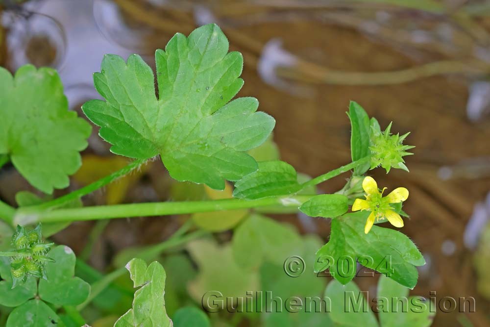 Ranunculus muricatus