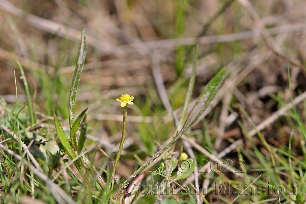 Ranunculus ophioglossifolius