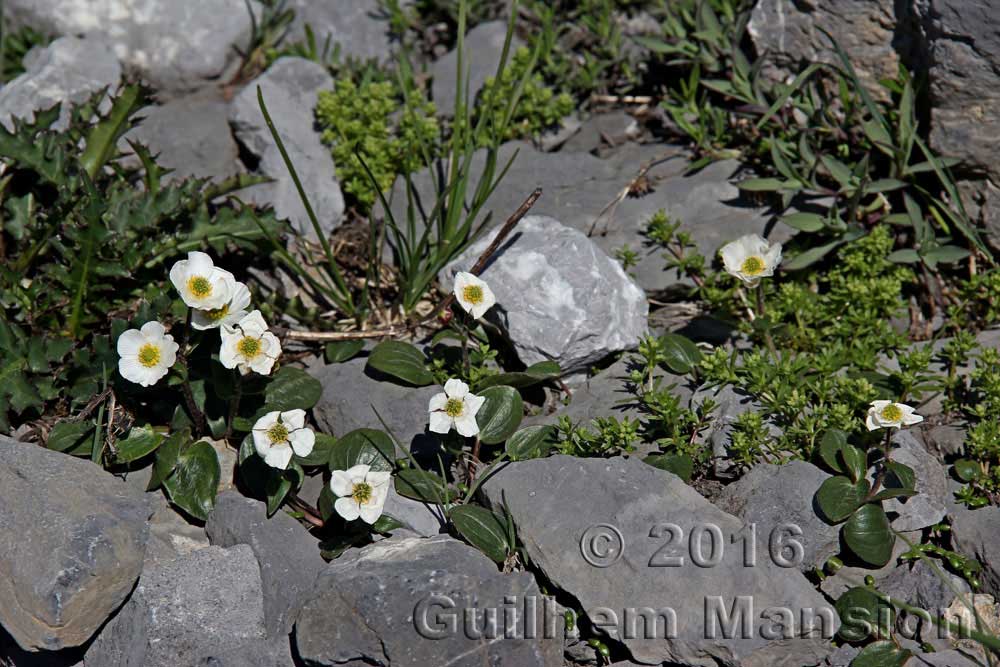 Ranunculus parnassifolius