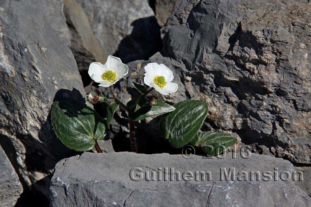 Ranunculus parnassiifolius