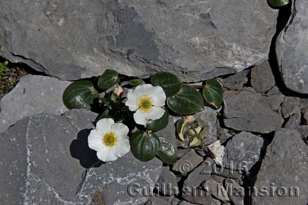 Ranunculus parnassifolius