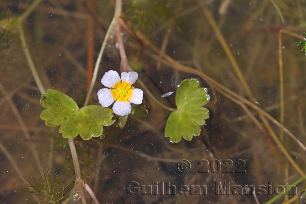 Ranunculus peltatus