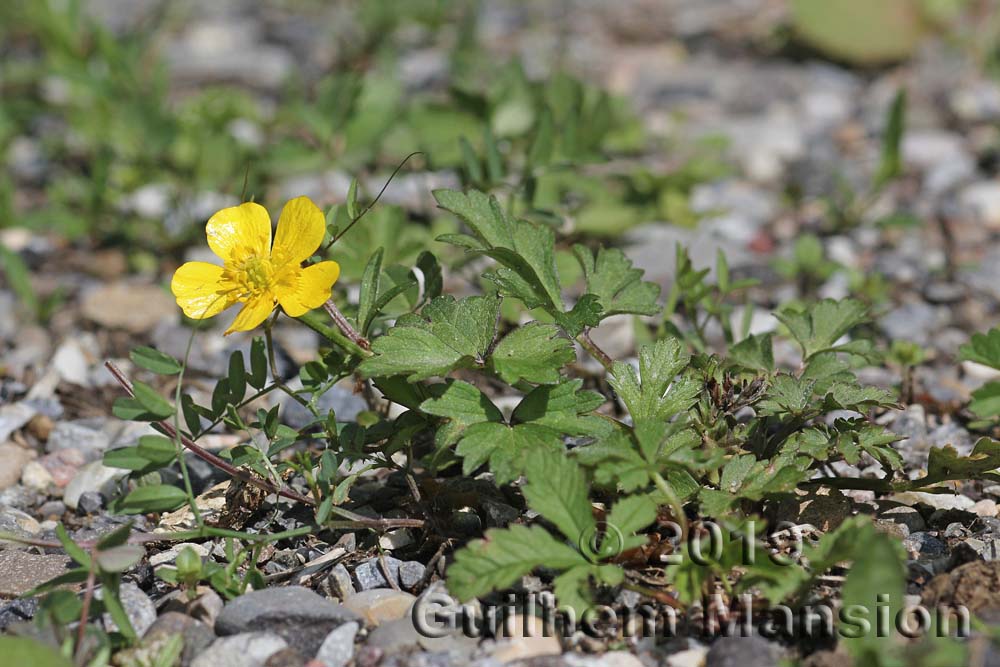 Ranunculus repens