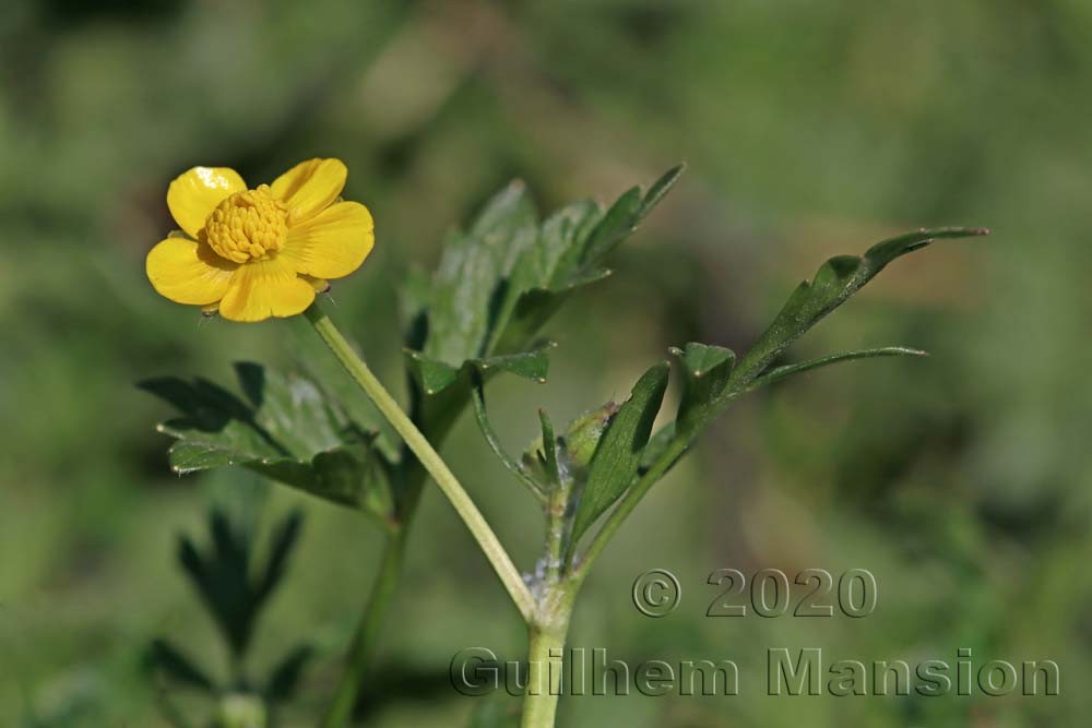 Ranunculus repens