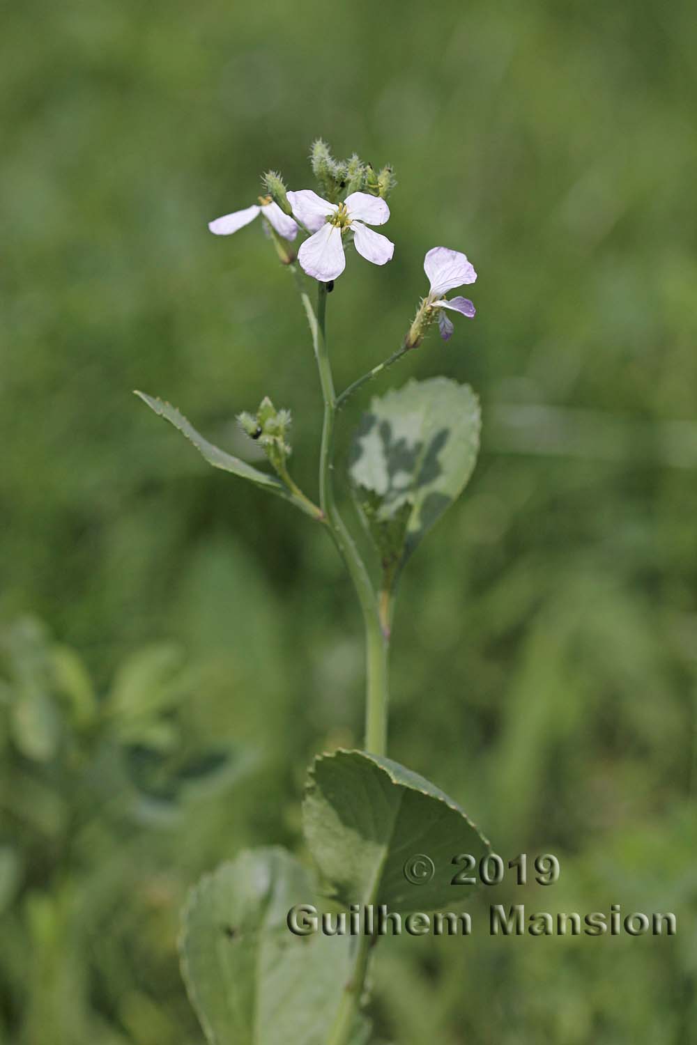 Raphanus raphinastrum