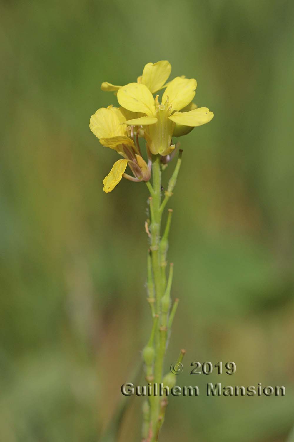 Rapistrum rugosum