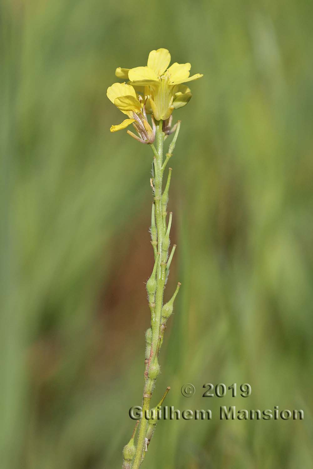 Rapistrum rugosum