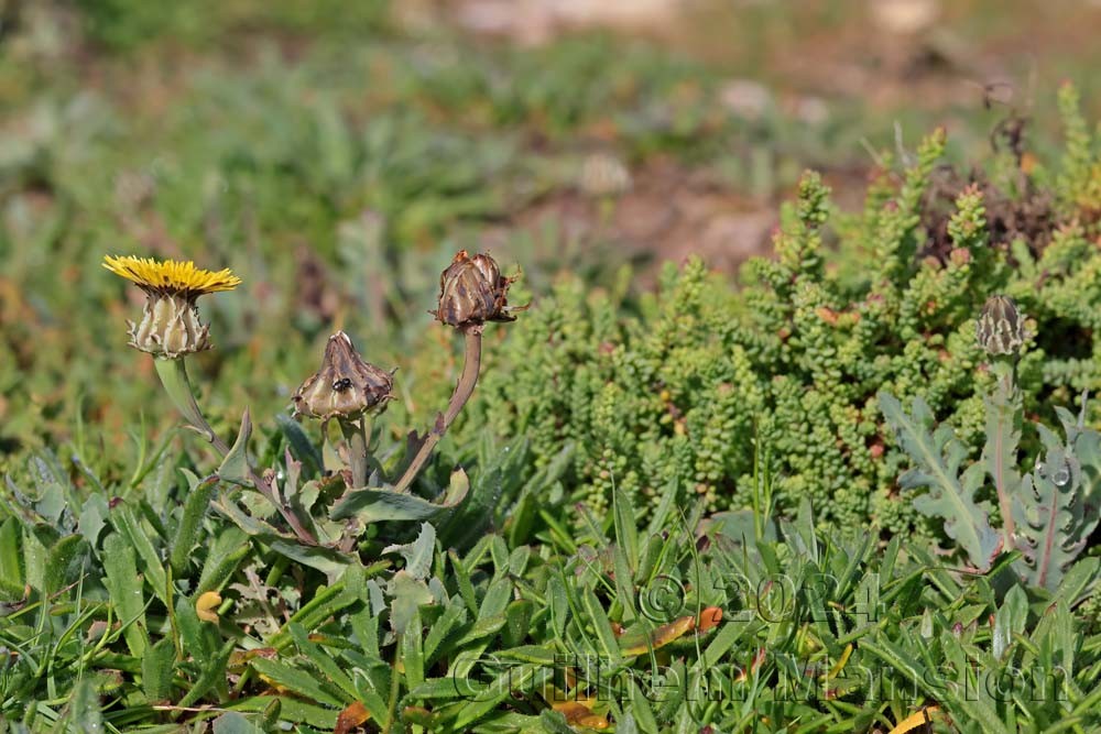 Reichardia gaditana