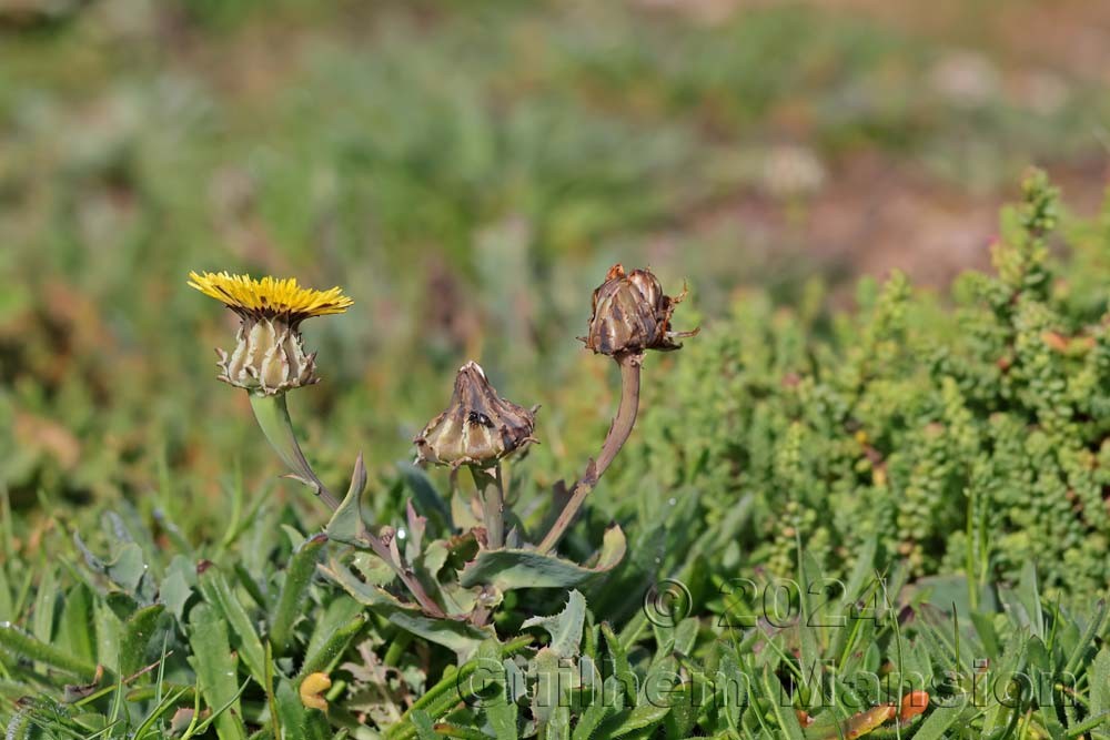 Reichardia gaditana