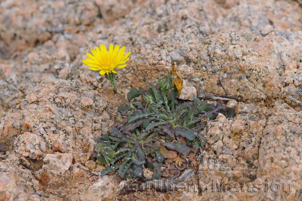 Reichardia picroides