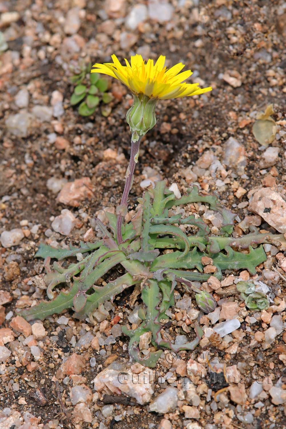 Reichardia picroides