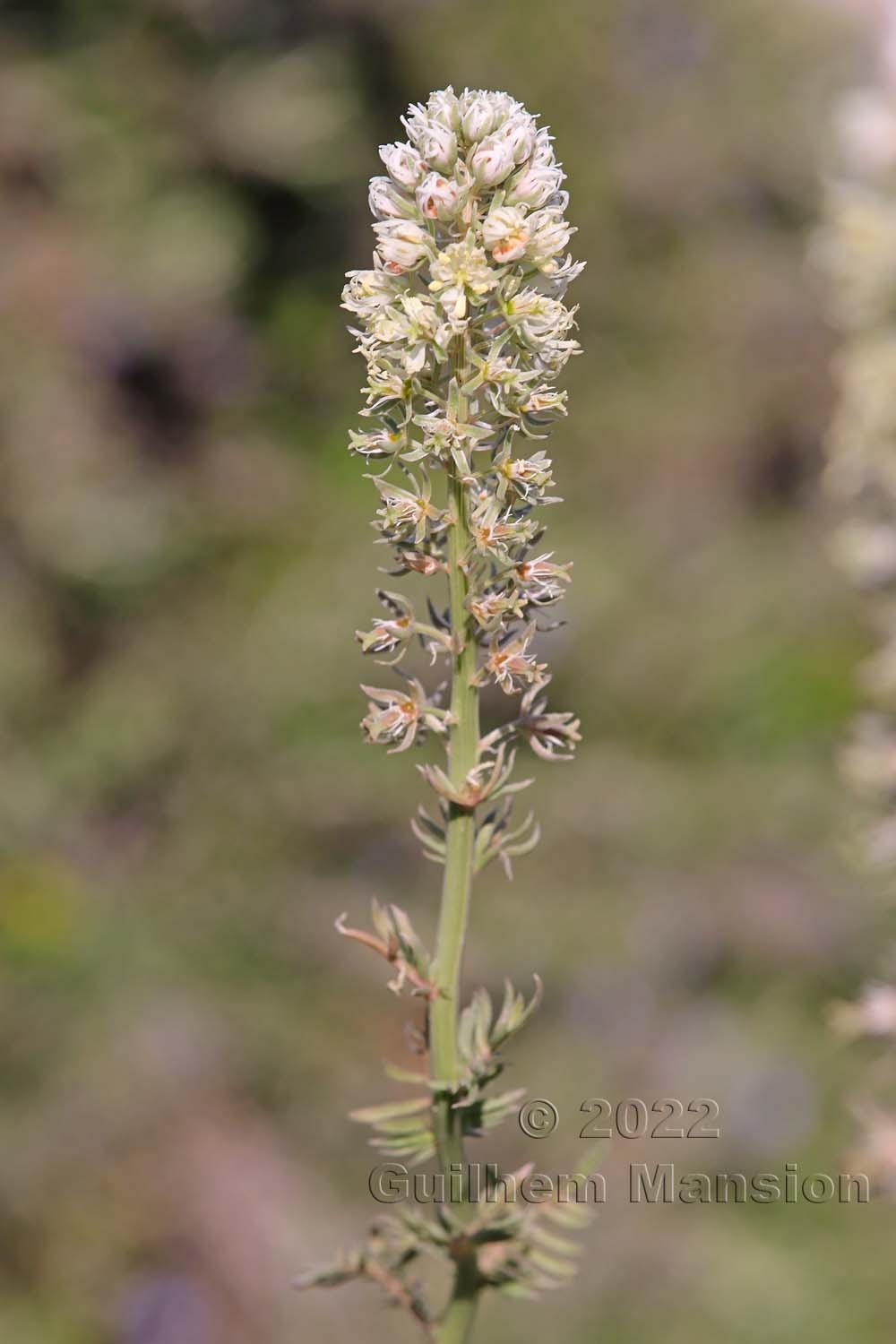 Reseda alba