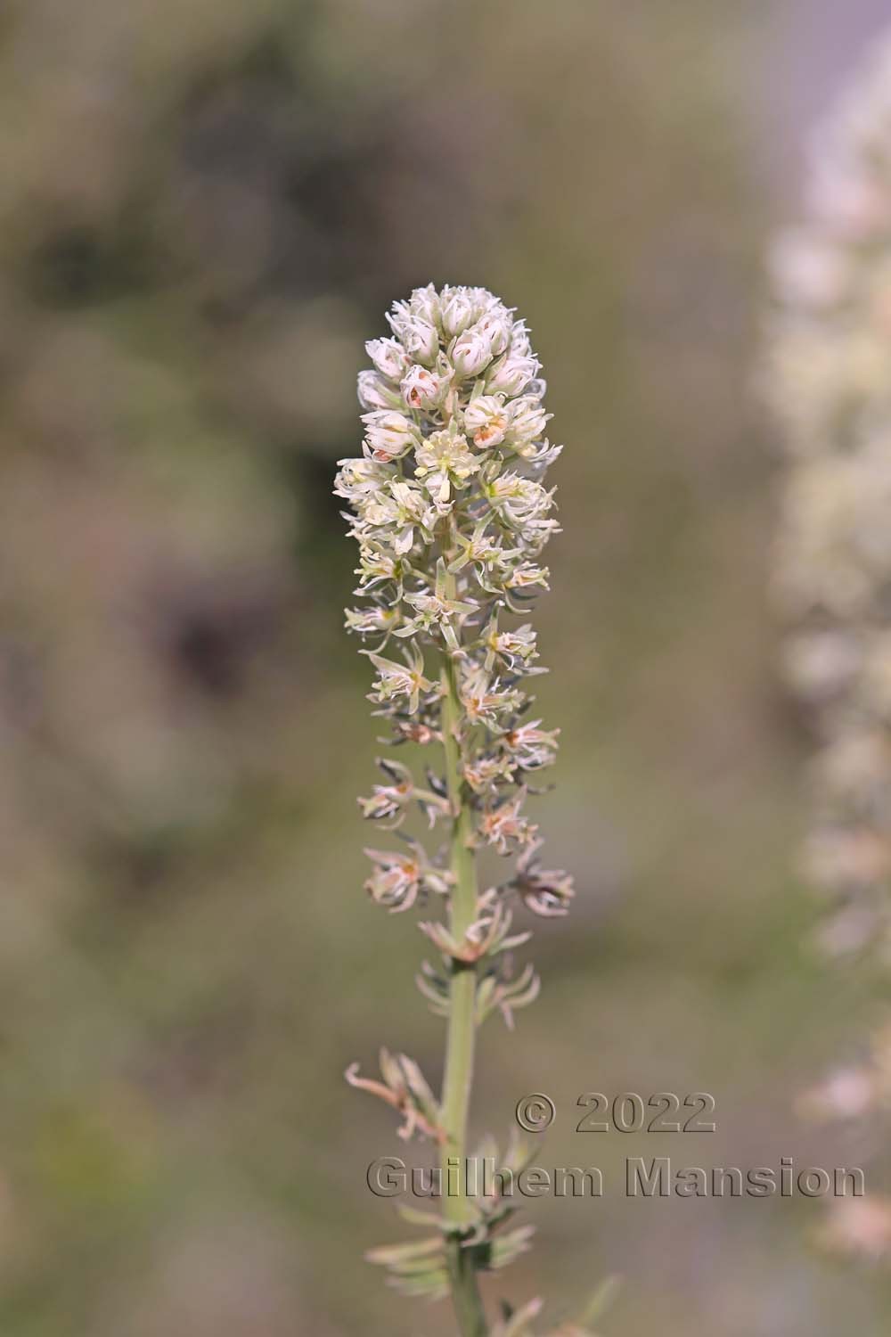 Reseda alba