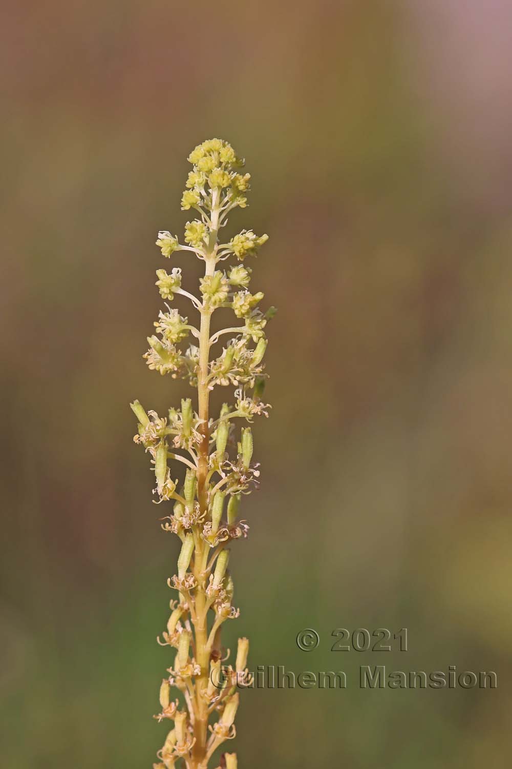 Reseda lutea