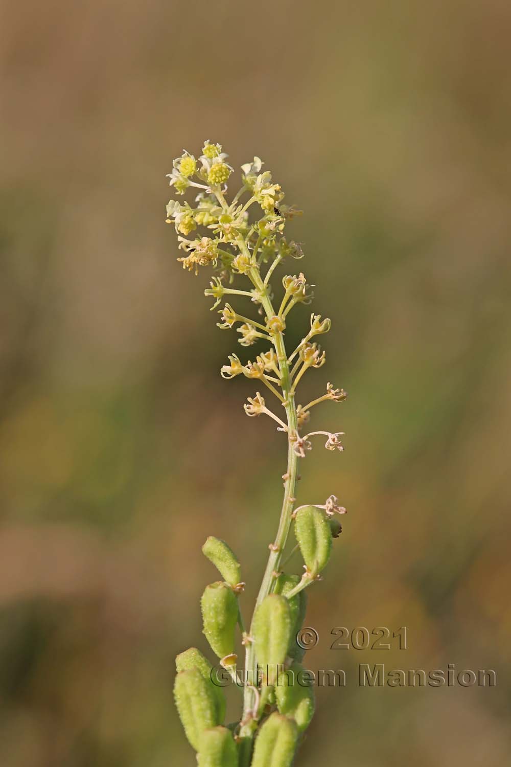 Reseda lutea